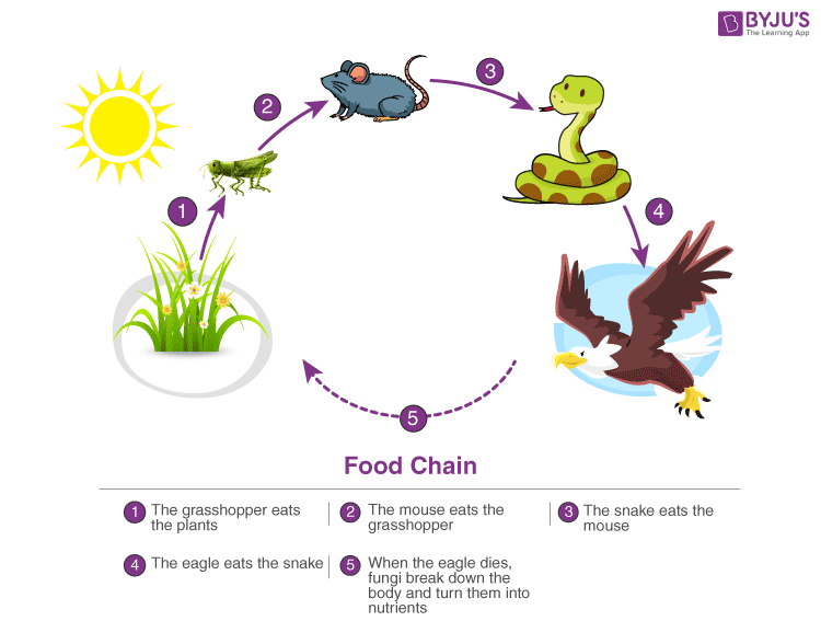 food-chain