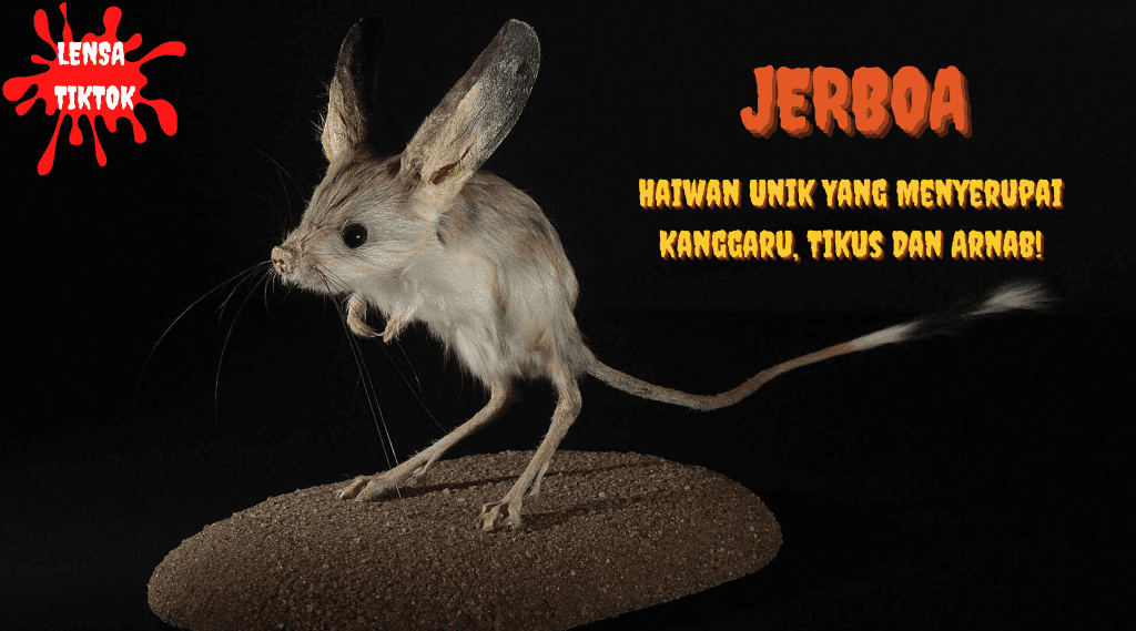 Lensa Tiktok: Jerboa Haiwan Unik yang menyerupai Kanggaru, Tikus dan Arnab!