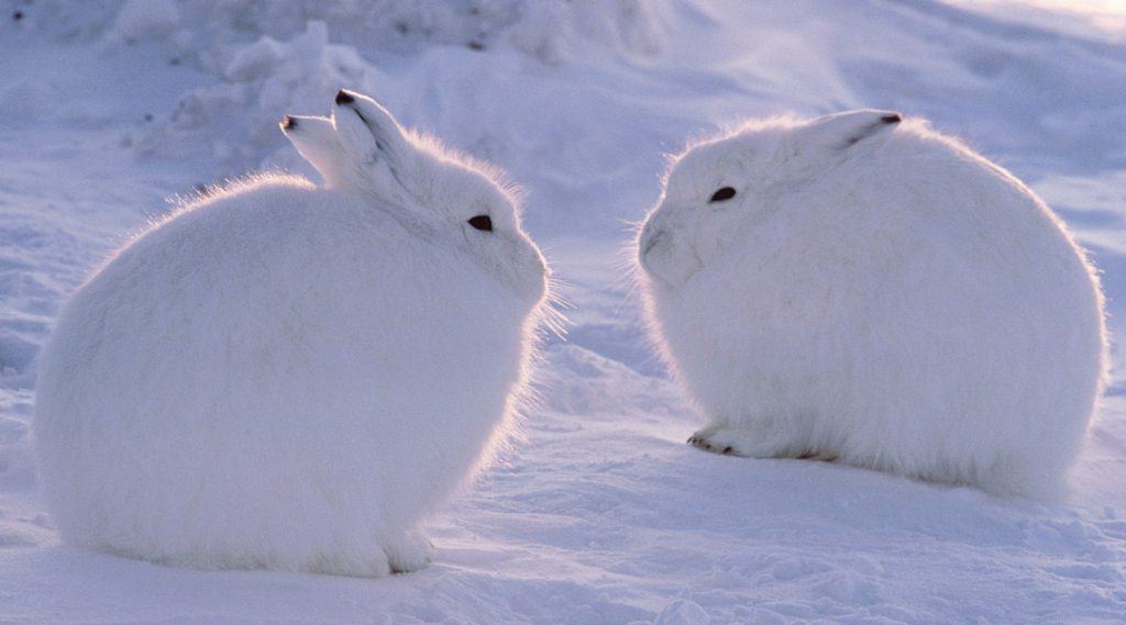 The Arctic Hare: The Secret To Thriving In The Tundra