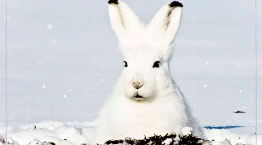 Quiz: How Much Do You Know About Arctic Hare?