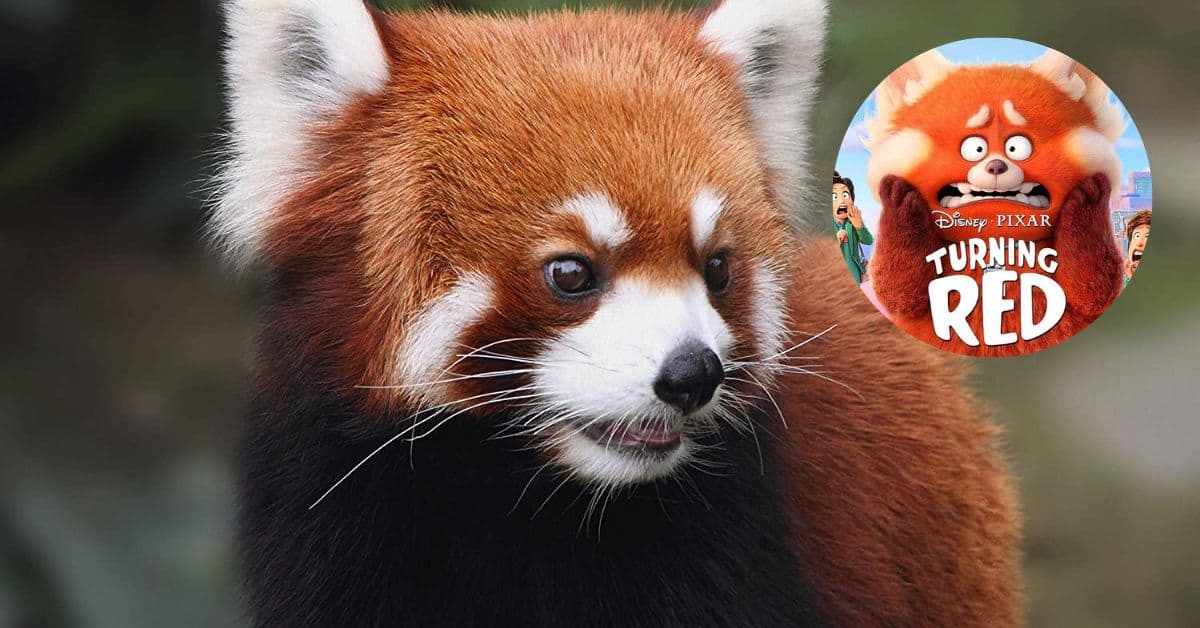 Panda Merah: Hidupan Comel yang Semakin Terancam