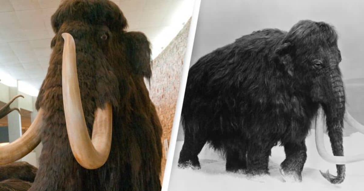 Biar Betik! Mamot akan Kembali Semula 4 tahun lagi?