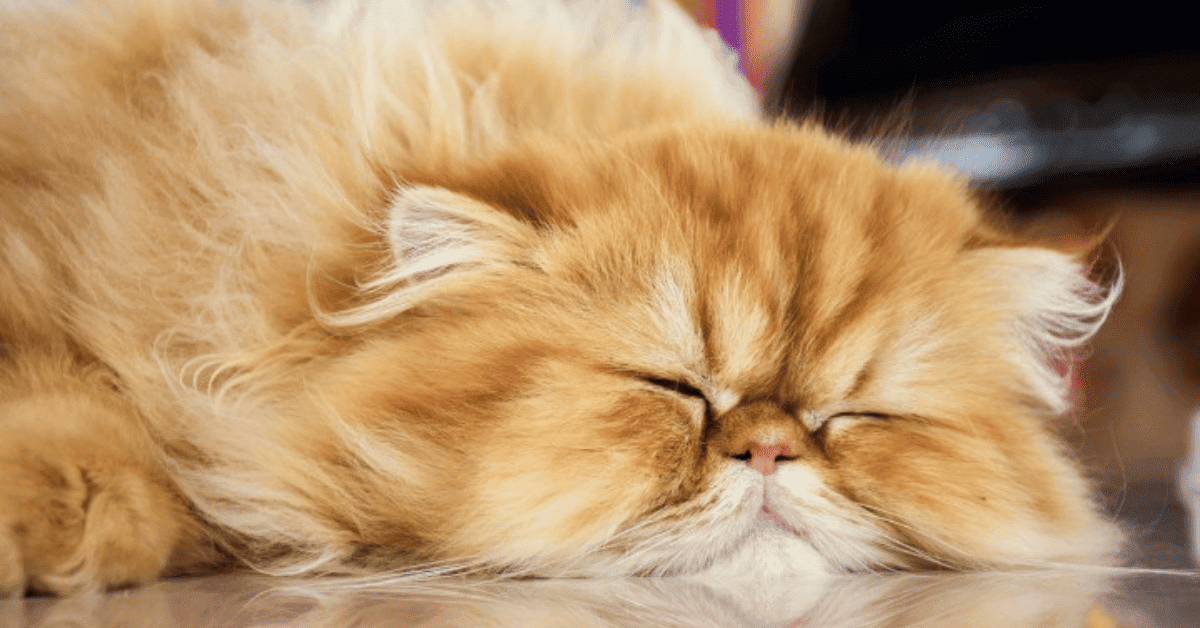 Strok Haba: Betul Ke Haiwan Pun Berisiko Kena Strok Haba?