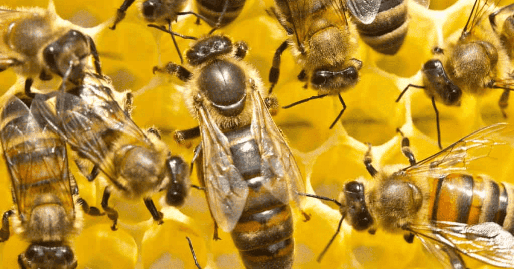 The-Queen-Bee-Mystery