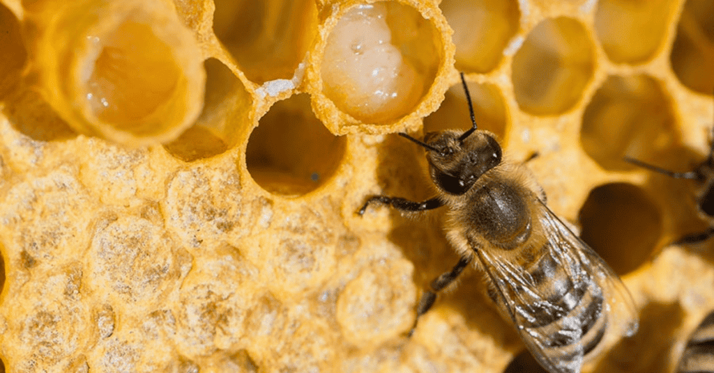 How Bees Choose Their Queen