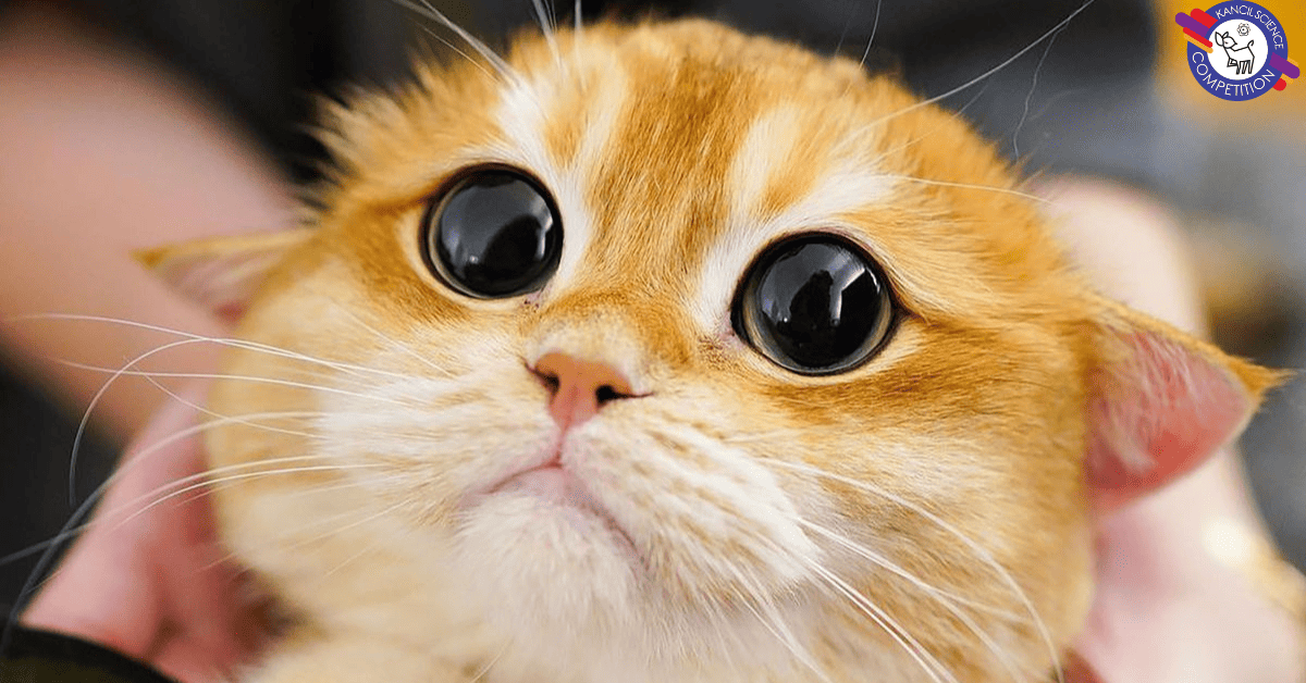 Unraveling the Mystery: Why We Can’t Resist Squeezing Cute Things