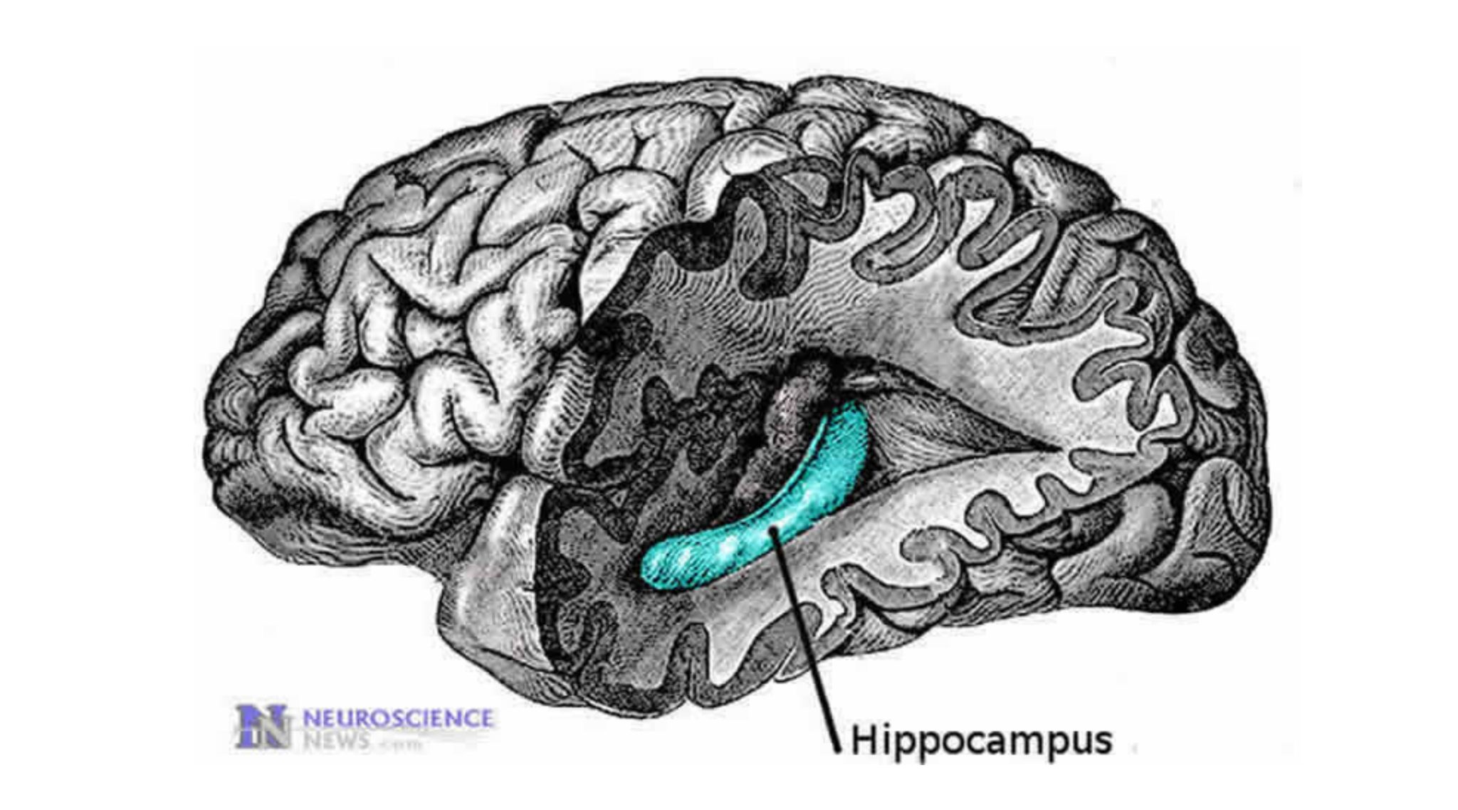 Строение мозга человека гиппокамп. Гиппокампов извилины. Зубчатая извилина гиппокампа. Гиппокамп извилина. Лимбическая система поясная извилина.