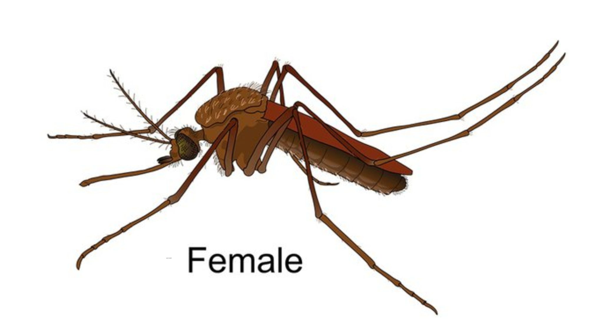 Why Do Mosquito Bites Itch? Kancil Science