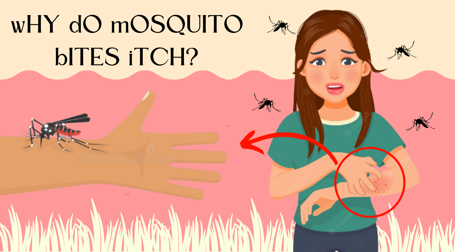 Why Do Mosquito Bites Itch? Kancil Science