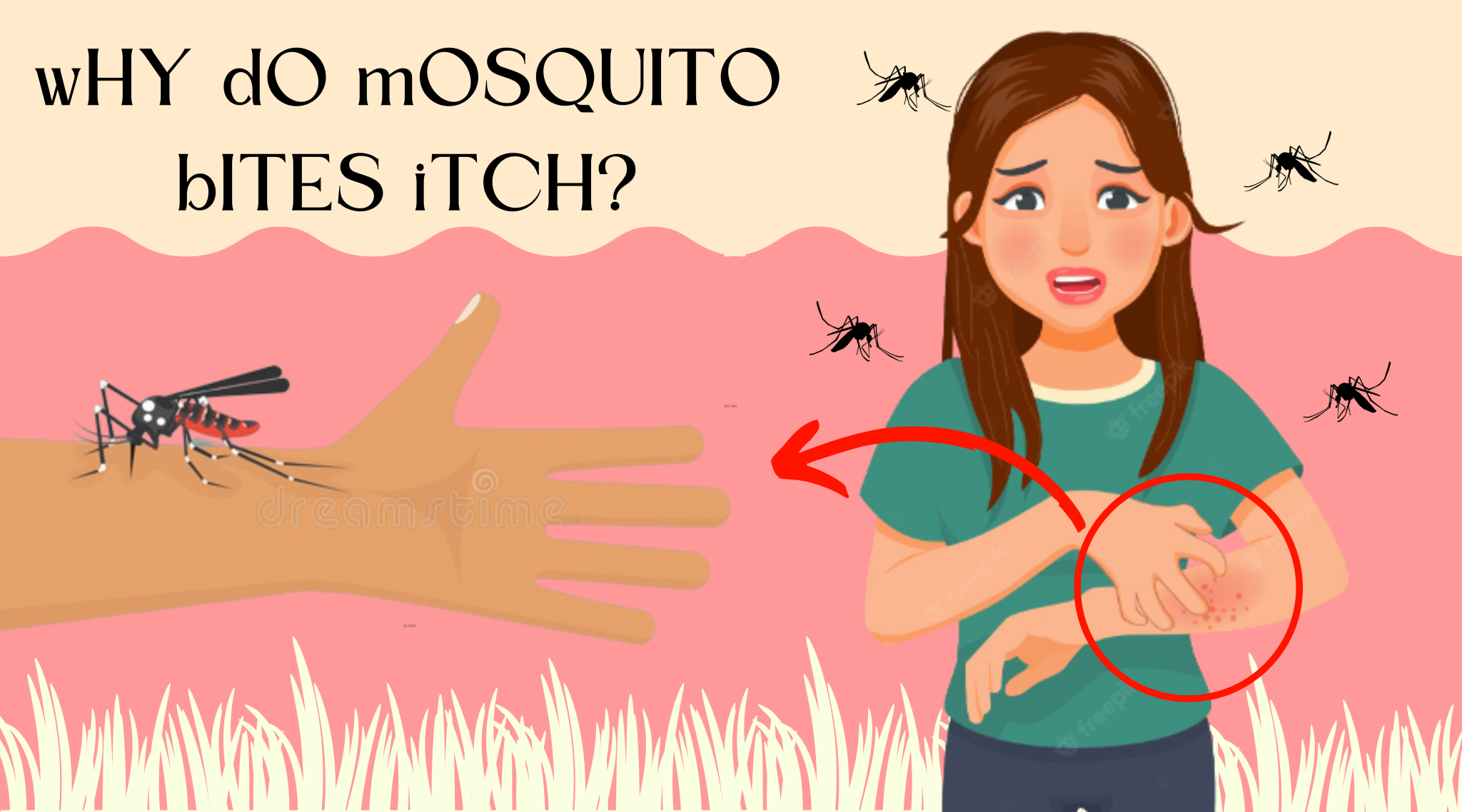 Why Do Mosquito Bites Itch? - Kancil Science