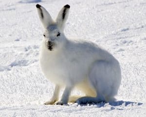 Arctic_Hare