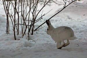 Arctic_Hare