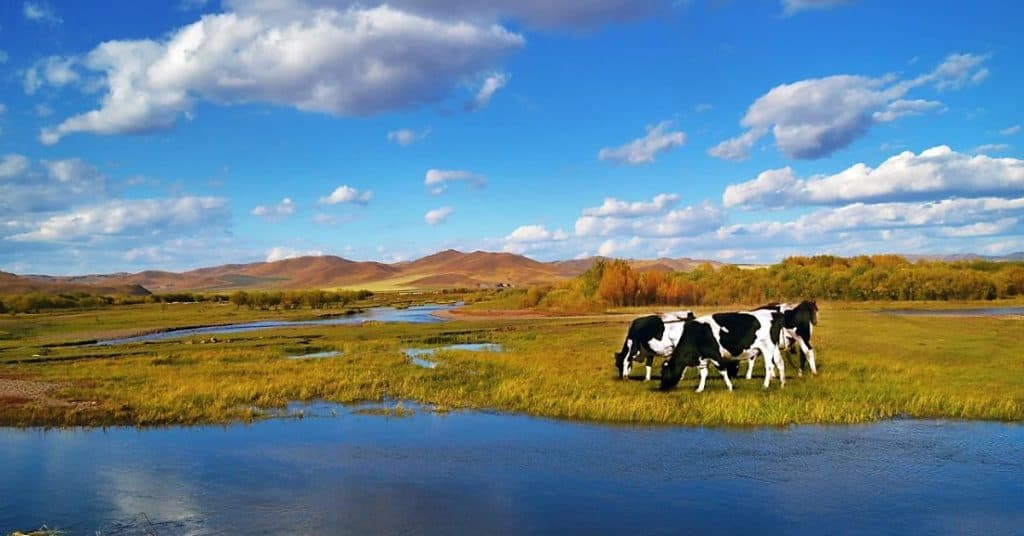 Ecosystems & Food Chains